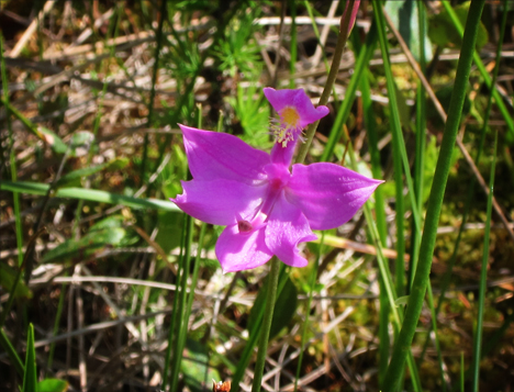 Adirondack Wildflowers:  Grass Pink on Barnum Bog at the Paul Smiths VIC
